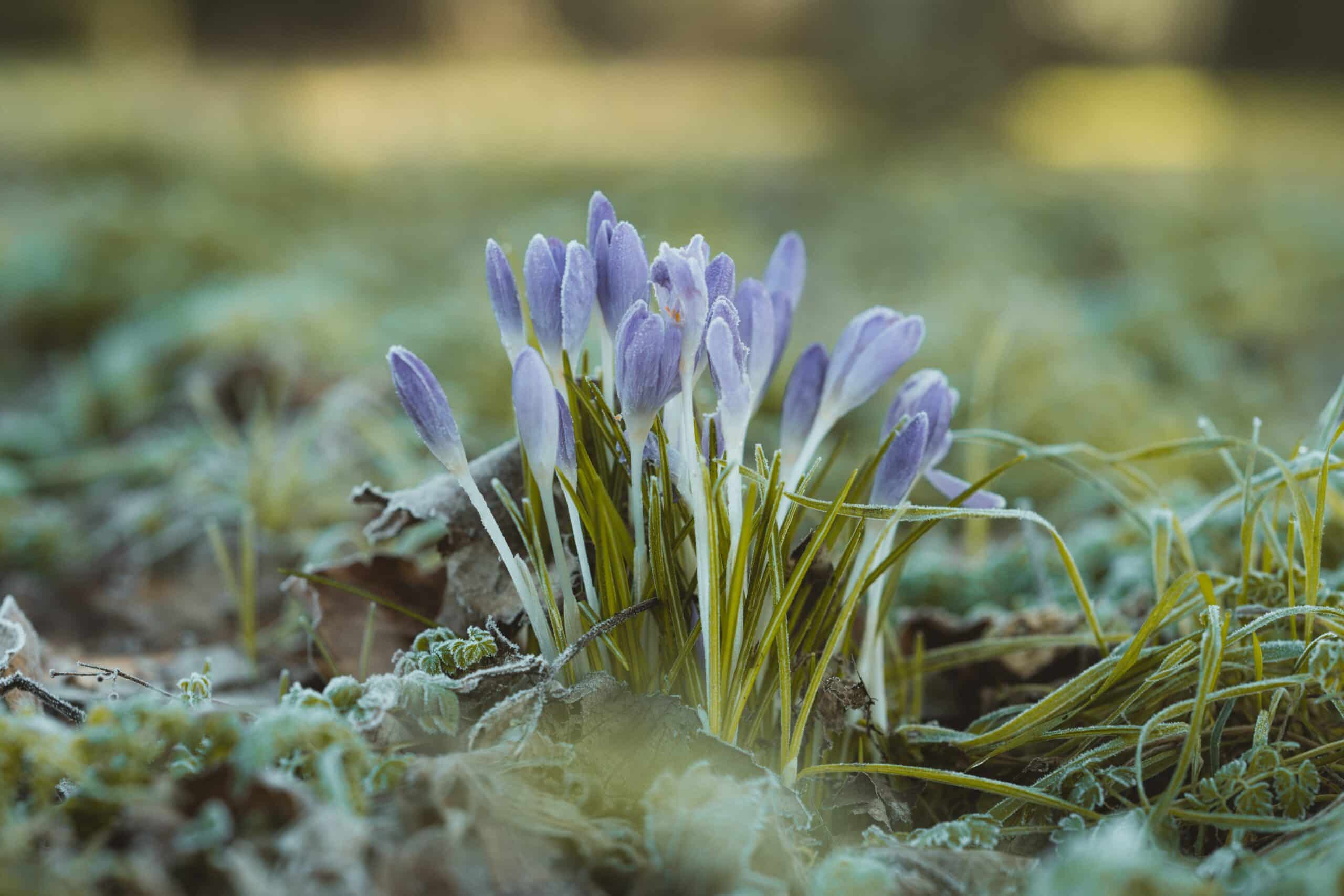 Photograph of blooming winter crocuses