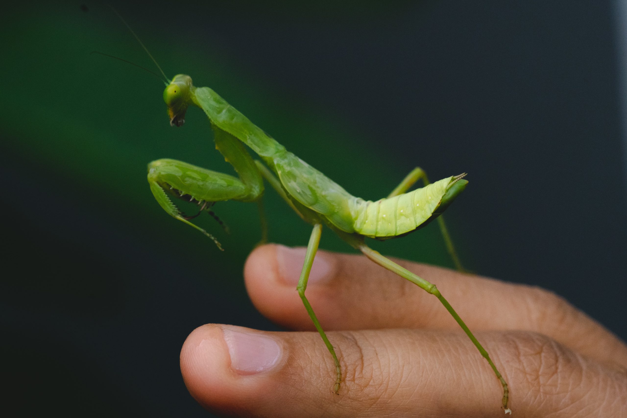 Photo of a preying mantis perched atop someone's hand.